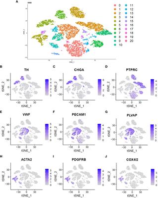 Fibroblasts mediate the angiogenesis of pheochromocytoma by increasing COX4I2 expression